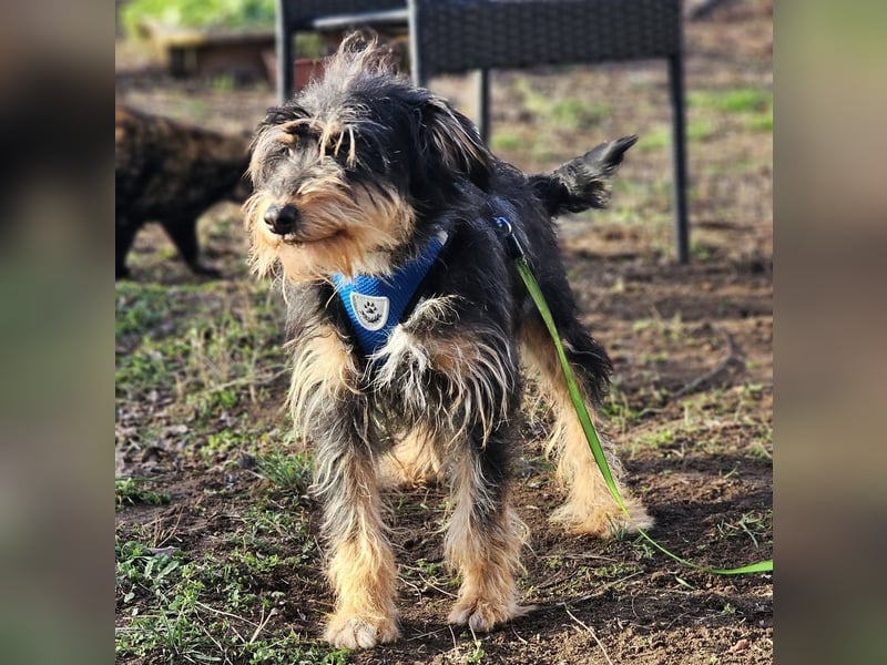 Tibor hat eine rasche Auffassungsgabe