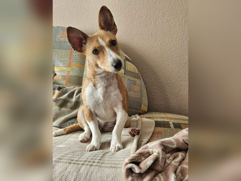 Janne ist eine aufgeschlossene Hundedame (61184 Karben)