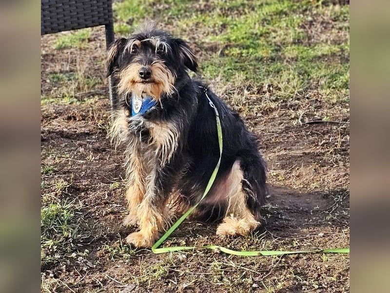 Tibor hat eine rasche Auffassungsgabe
