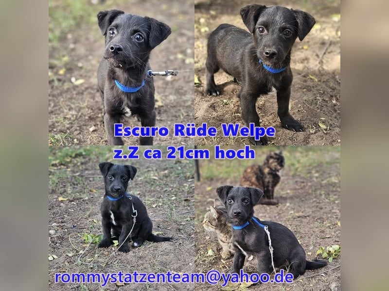 Escuro sucht ein aktives ländliches Heim
