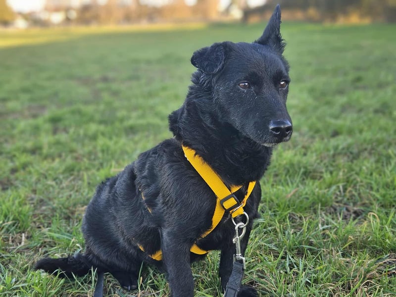 Cora mag erlebnisreiche Spaziergänge (61184 Karben)