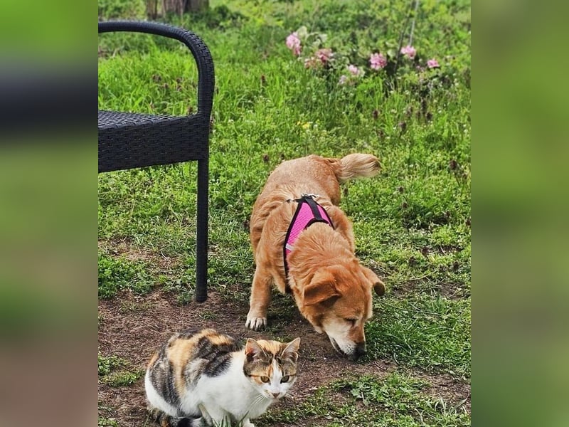 Lule - eine ausgesprochene liebe Hündin