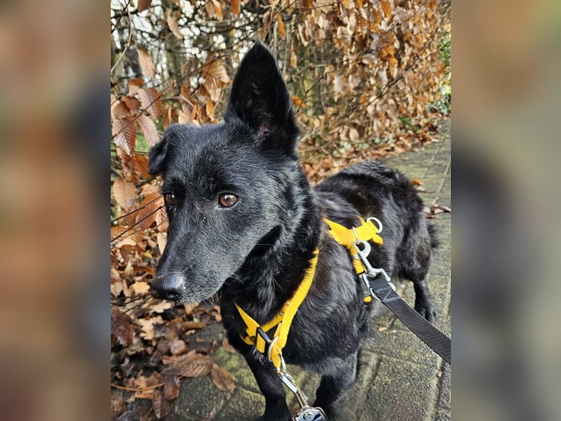 Cora mag erlebnisreiche Spaziergänge (61184 Karben)