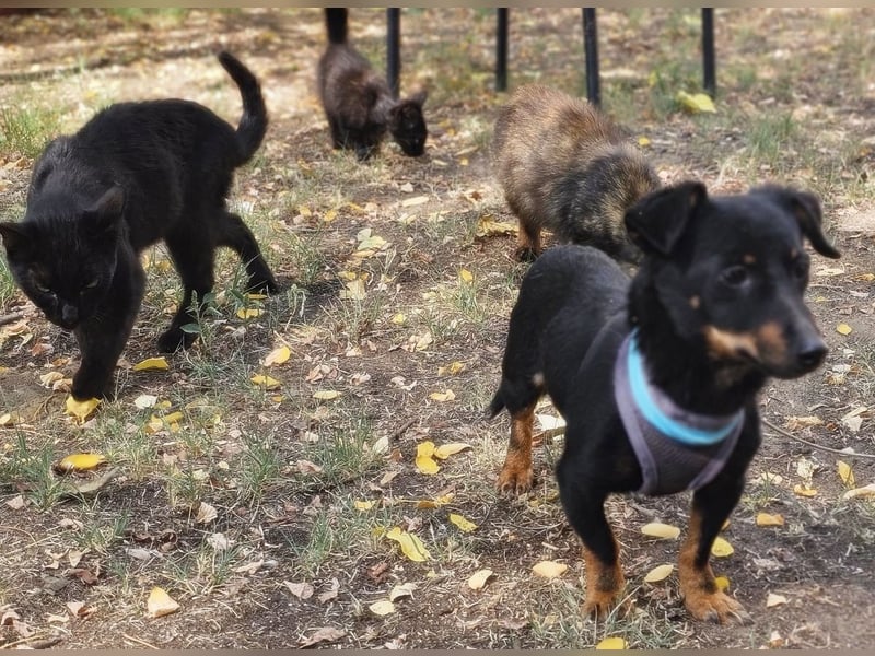 Pimpf ist lebenslustig und neugierig (76327 Pfinztal)