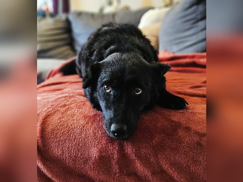 Cora mag erlebnisreiche Spaziergänge (61184 Karben)