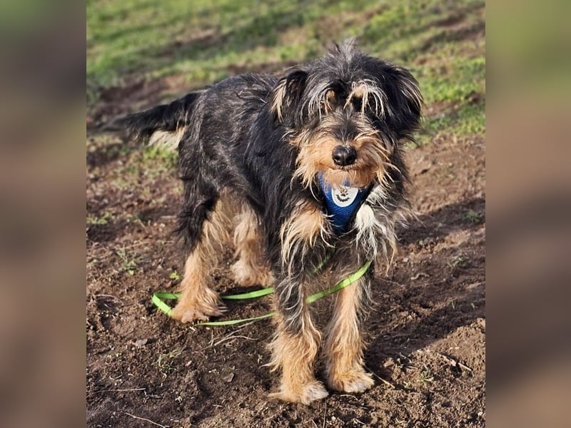 Tibor hat eine rasche Auffassungsgabe