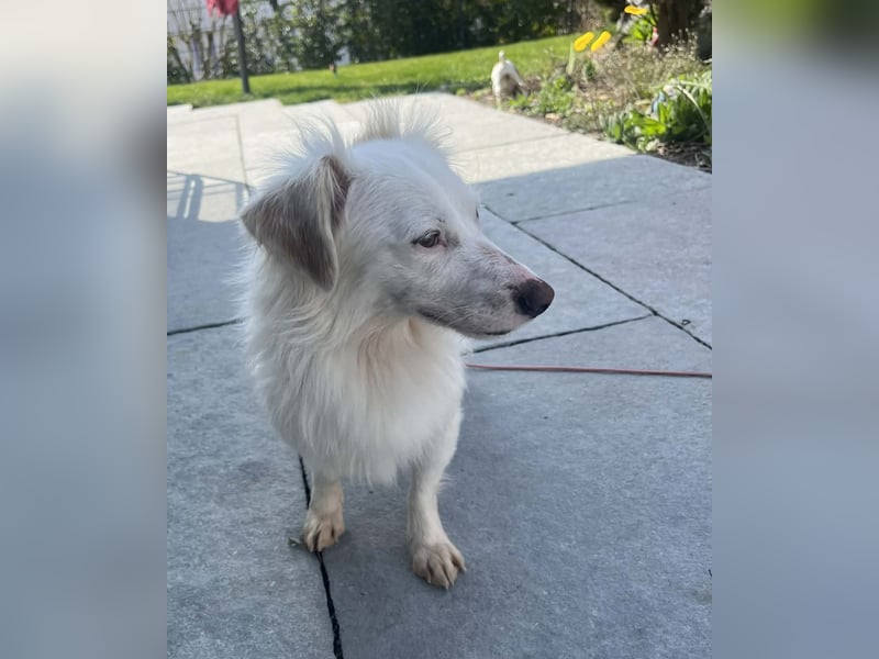 Neve ist lieb, sozial und clever (78224 Singen)