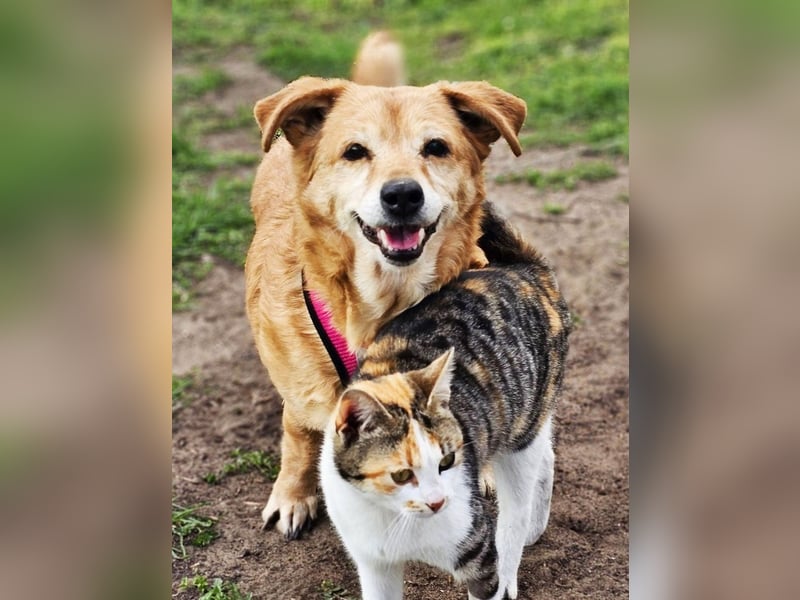 Lule - eine ausgesprochene liebe Hündin