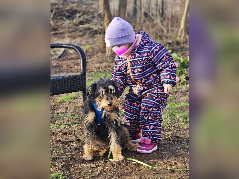 Tibor hat eine rasche Auffassungsgabe