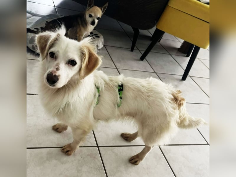 Neve ist lieb, sozial und clever (78224 Singen)