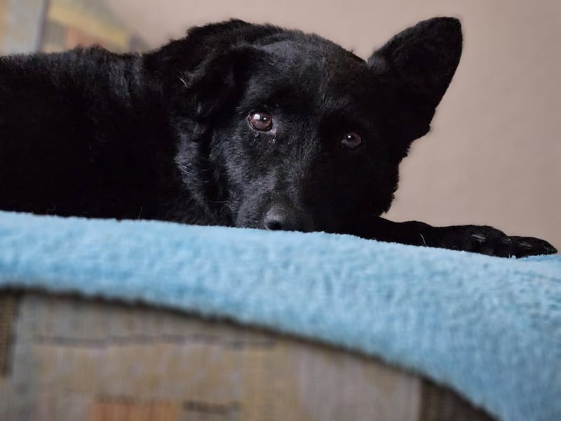 Cora mag erlebnisreiche Spaziergänge (61184 Karben)