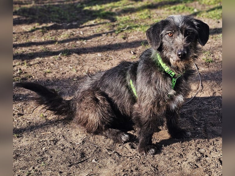 Gilla hat ein kluges, lustiges Wesen