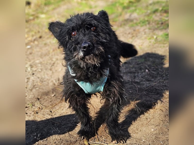 Raven - aktiv, fröhlich und unkompliziert