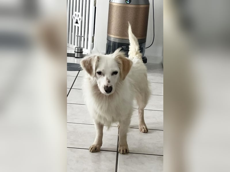 Neve ist lieb, sozial und clever (78224 Singen)