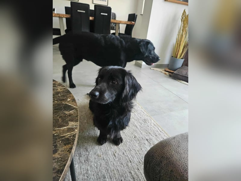 Fuio liebt Spaziergänge in der Natur (41836 Hückelhoven)