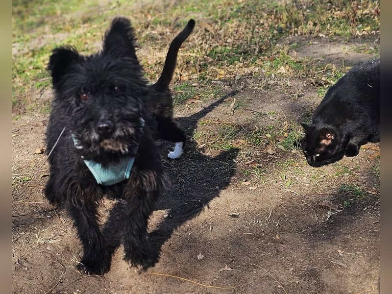 Raven - aktiv, fröhlich und unkompliziert