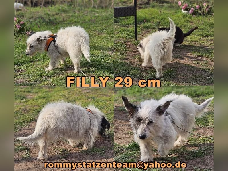 Filly ist aufmerksam und möchte lernen