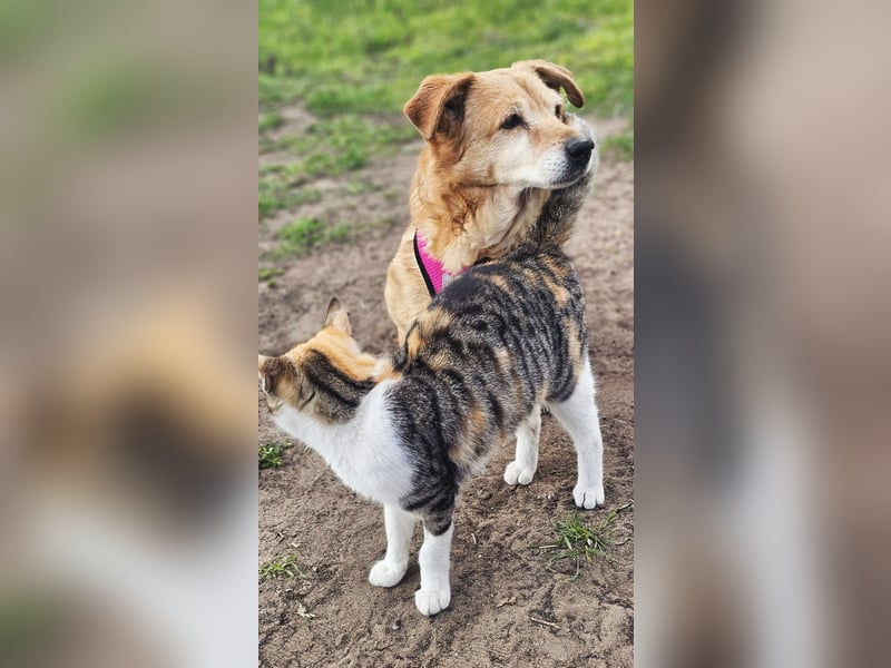 Lule - eine ausgesprochene liebe Hündin