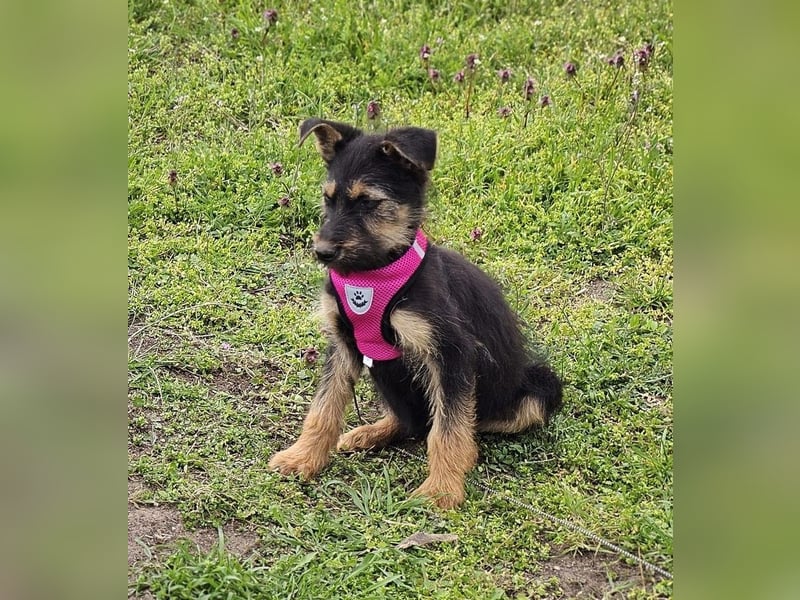 Tilly ist klug und voller Energie