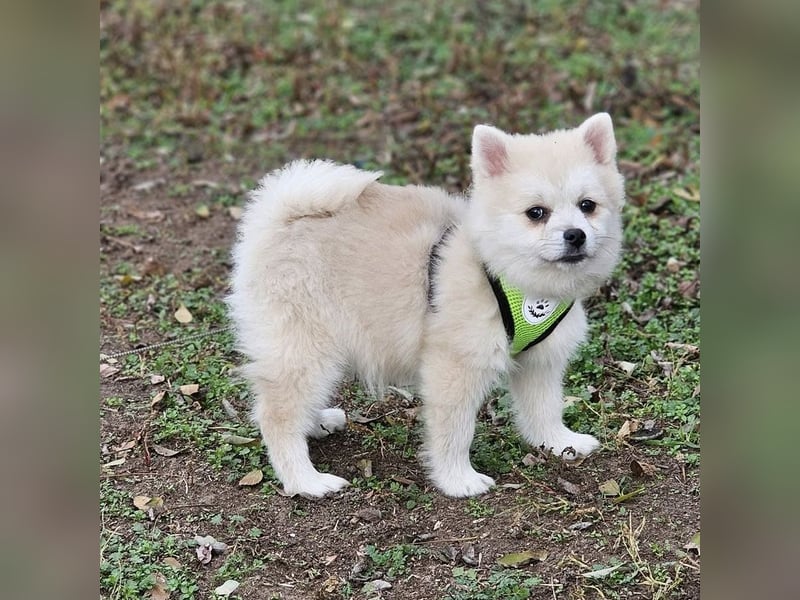 Bangsi-verspielt und voller Lebensfreude