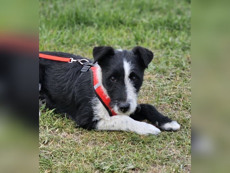 Zwarwit - eine kluge und sensible Hündin