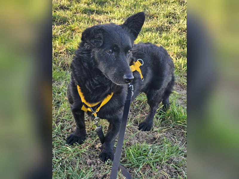 Cora mag erlebnisreiche Spaziergänge (61184 Karben)