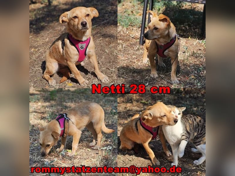Netti wird sicher eifrig das Hunde ABC lernen