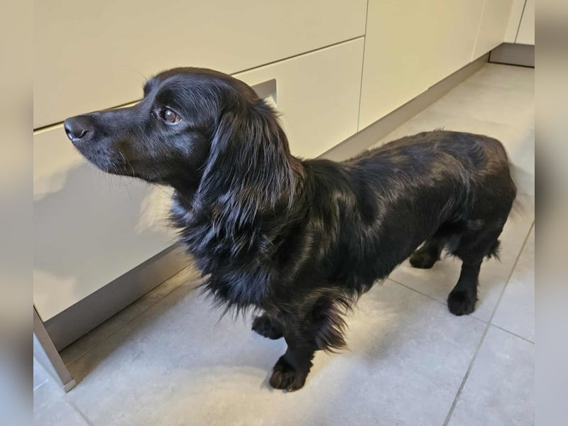 Fuio liebt Spaziergänge in der Natur (41836 Hückelhoven)