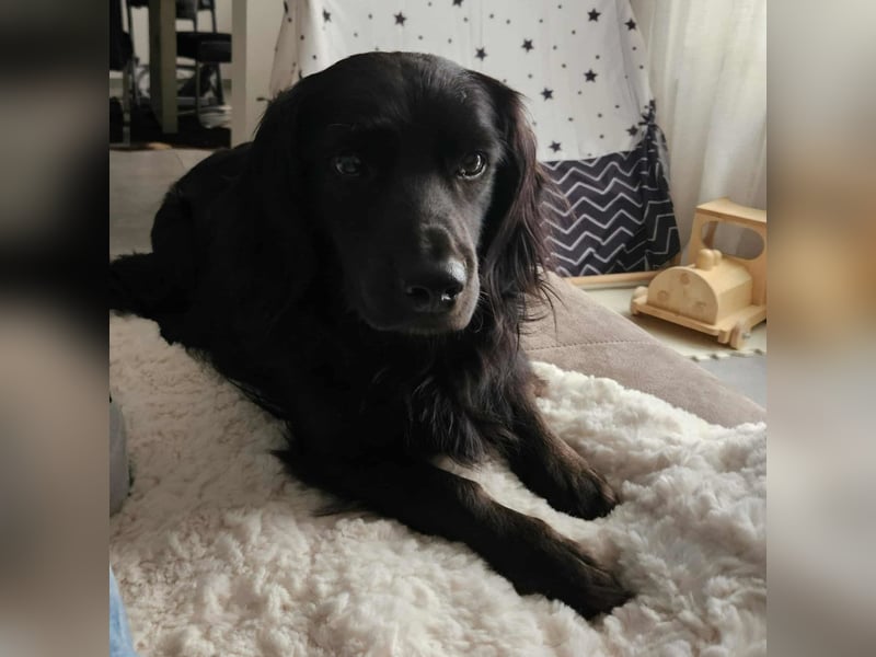 Fuio liebt Spaziergänge in der Natur (41836 Hückelhoven)