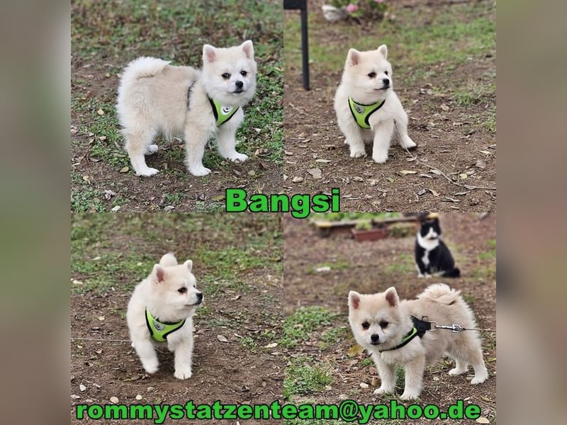 Bangsi-verspielt und voller Lebensfreude