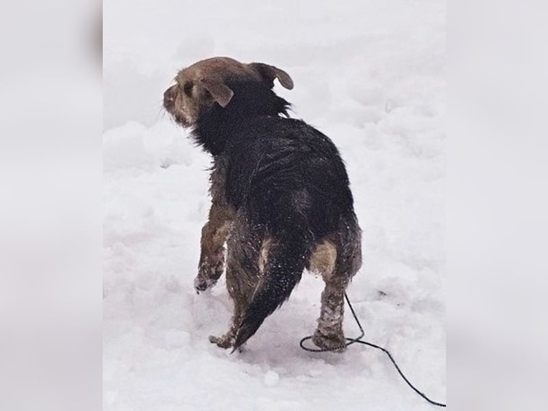 Sinola ist eine intelligente Hündin