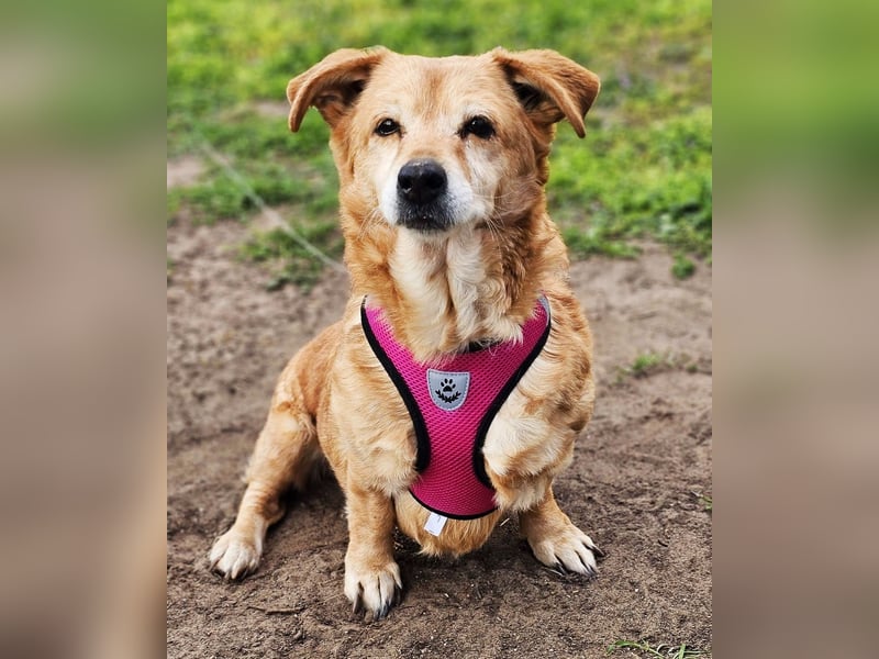 Lule - eine ausgesprochene liebe Hündin