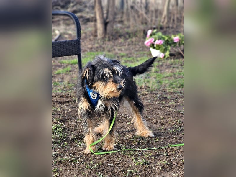 Tibor hat eine rasche Auffassungsgabe