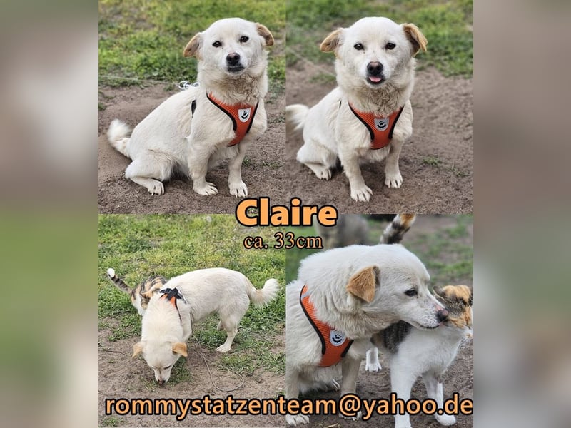 Claire ist eine lernfreudige Hündin