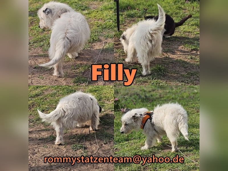 Filly ist aufmerksam und möchte lernen