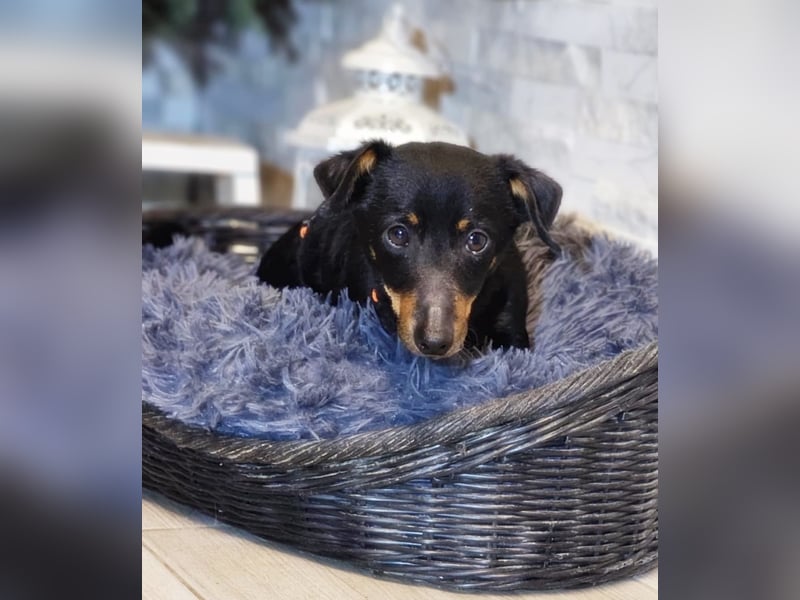 Pimpf ist lebenslustig und neugierig (76327 Pfinztal)