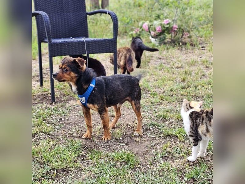 Ronan ist ein Hund der leisen Töne