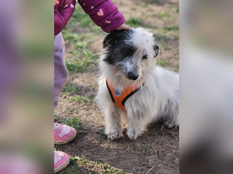 Filly ist aufmerksam und möchte lernen