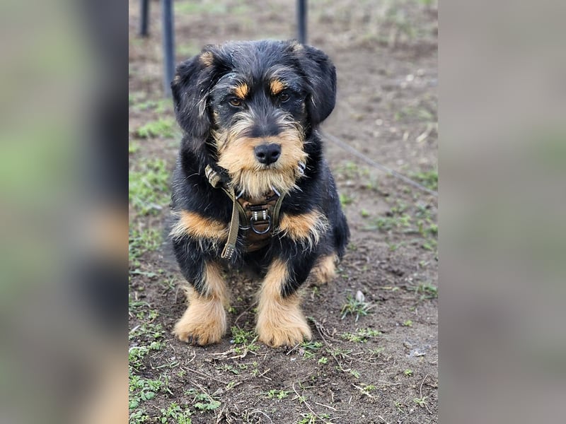 Jimmy ist ein freundlicher, toller Kerl