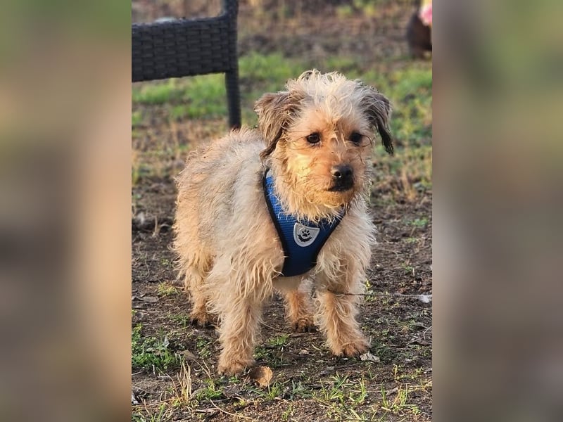 Bendix hat ein fröhliches Wesen