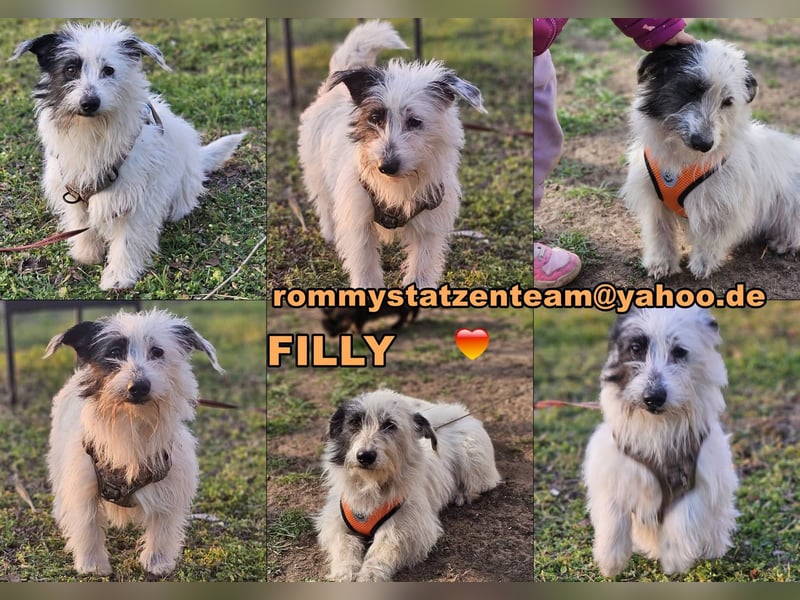 Filly ist aufmerksam und möchte lernen