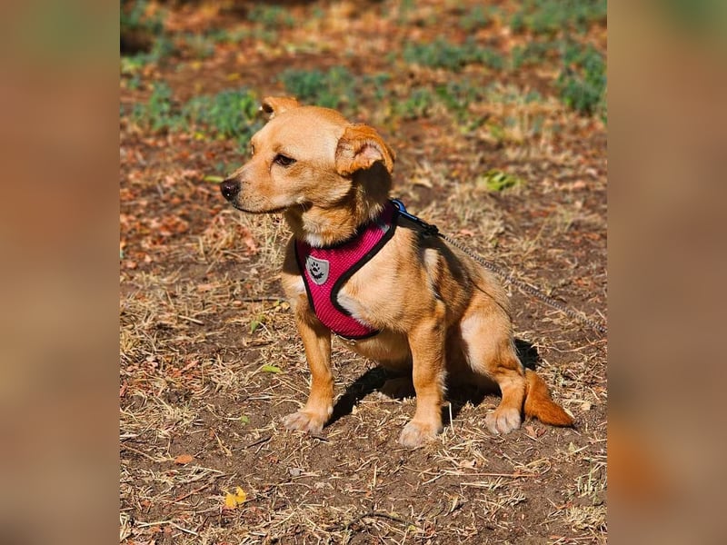 Netti wird sicher eifrig das Hunde ABC lernen