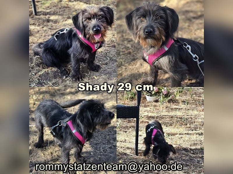 Shady ist eine liebe und sehr verträgliche Hündin
