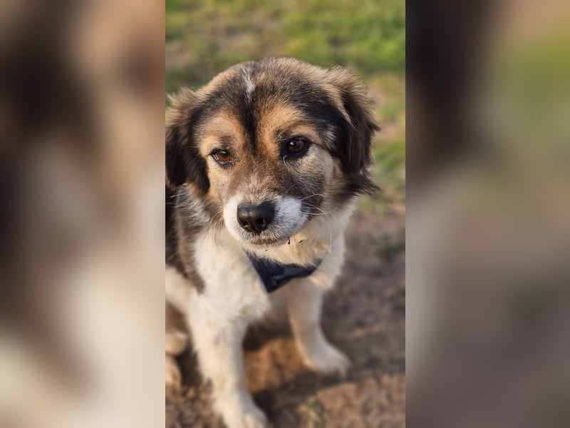 Oddi wird sicher ein gelehriger Schüler