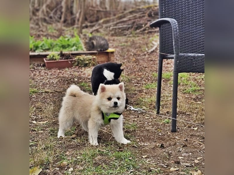 Bangsi-verspielt und voller Lebensfreude