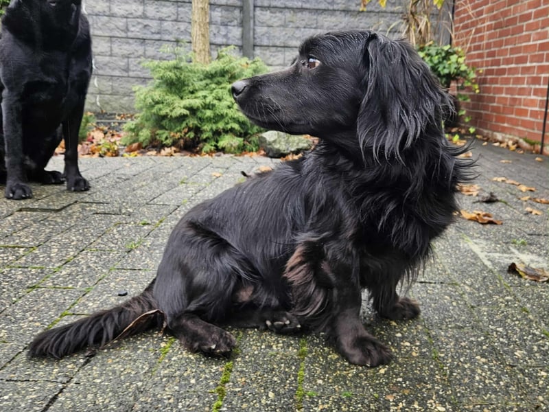 Fuio liebt Spaziergänge in der Natur (41836 Hückelhoven)