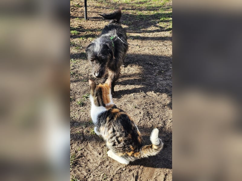 Gilla hat ein kluges, lustiges Wesen