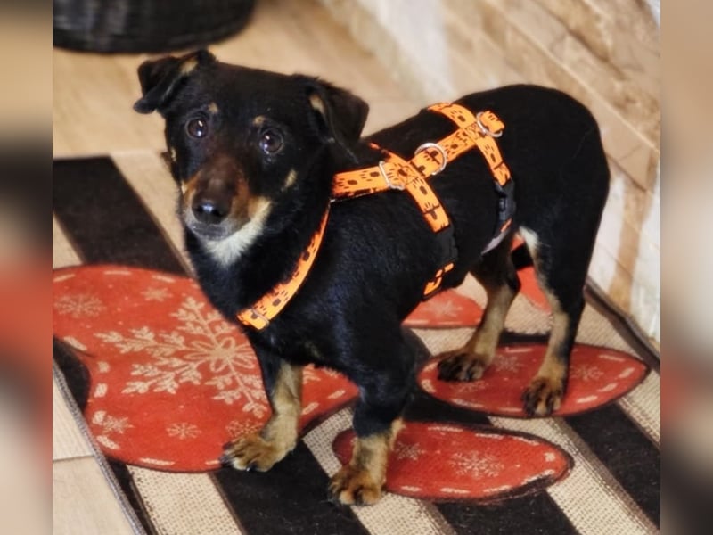 Pimpf ist lebenslustig und neugierig (76327 Pfinztal)