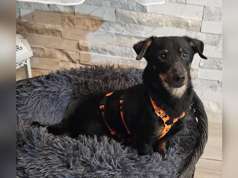 Pimpf ist lebenslustig und neugierig (76327 Pfinztal)