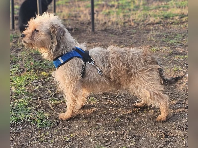 Bendix hat ein fröhliches Wesen